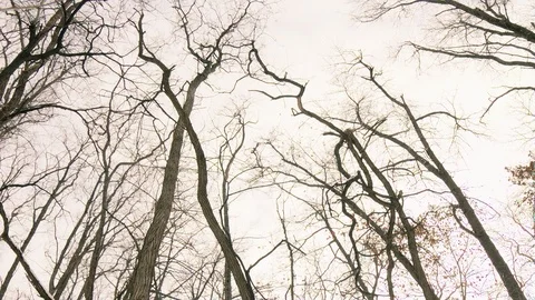 An upward looking view of the sky as a man in a heavy winter coat walks by Stock Footage 121544463