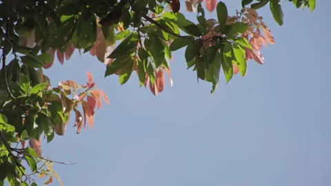 Upward Lychee Leaves: Translucent Green &amp; Red Foliage Against Blue Sky  Stock Footage 321610835