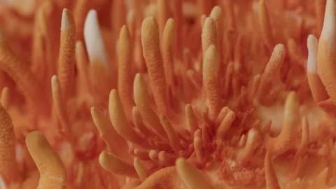 Upward Macro Movement Through Cordyceps - Fungal Growth Texture Stock Footage 331564548