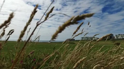 Upward motion pan over golf course, from ground level through wild grasses. Stock Footage 65397593