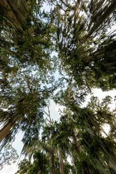 Upward Motion View of Cypress Trees with Spanish Moss in Florida Stock Photos