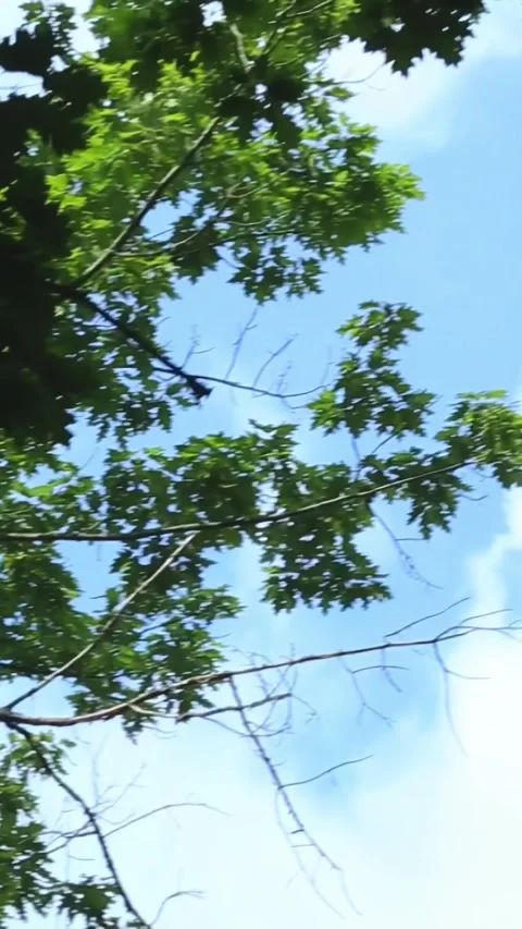 Upward moving camera through tall forest trees toward bright sky Stock Footage 313515887