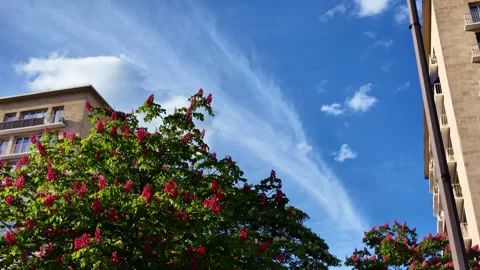 Upward moving view of flowering chestnut tree and Paris apartment buildings Stock Footage 336513180