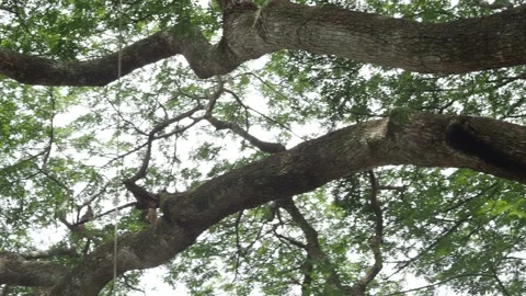 Upward Pan and Sweep Under Majestic Chamchuri Tree Canopy Stock Footage 310081581