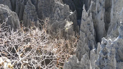 Upward Pan Closeup of Limestone Forest Peaks, Tsingy Park, Madagascar Stock Footage 117315614