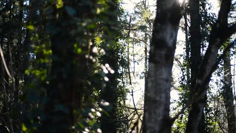 Upward Pan - Forest Tree branches Vine shot. Stock Footage 101216182
