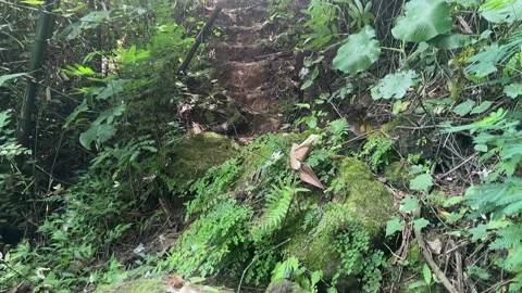 Upward Pan Through Dense Jungle Foliage, Lush Green Forest Path Stock Footage 325304001