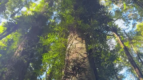 Upward Pan Through Lush Rainforest Canopy in Dorrigo 库存影片 319461831
