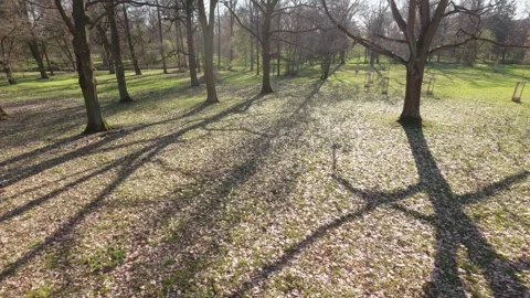 Upward perspective of bare trees with developing buds in early spring set a.. Stock Footage 334318124
