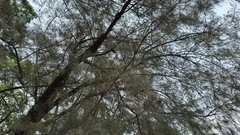 An upward perspective captures slender pine tree branches laden with delicate 库存照片