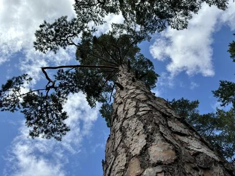 Upward Perspective  - Pine Tree Trunk and Canopy with Clouds Stock Photos