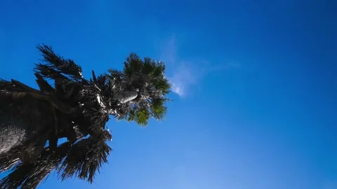 Upward perspective time lapse of a Palm tree with beautiful clear blue skies Stock Footage 221860738