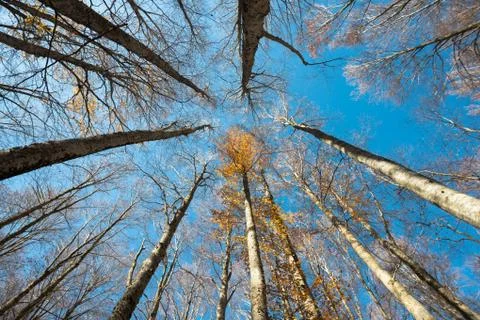 Upward perspective view of tall beech trees and yellow leaves Stock Photos