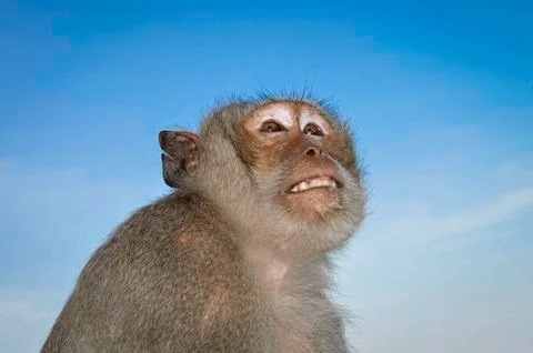 Upward profile of a macaque monkey. Stock Photos
