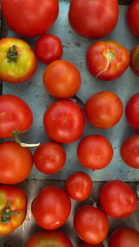Upward Pull from Red Tomatoes – Fresh Food Cinematic Shot Stock Footage 313889889
