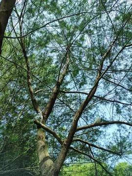 Upward-Reaching Pine Tree Trunk with Spreading Branches and Foliage Stock Photos