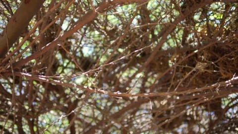 Upward rotating view beneath a dense tree canopy in 4k slow motion 120fps Stock Footage 264782912