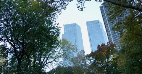 Upward Shot Of Fall Nature In Incredible NYC With Impressive New York Skyscraper Stock Footage 112605085