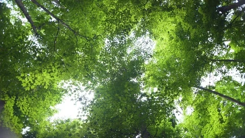 Upward shot of a forest canopy from the forest floor Video stock 121554525