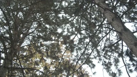 Upward Shot of Tree Branches and Clear White Sky  Vídeos de archivo 132865481