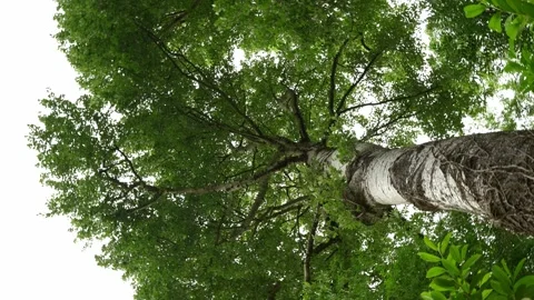 Upward Shot of a Tree Canopy with 360 Rotation Orbit Stock Footage 277915279