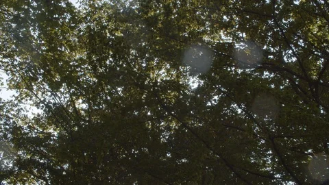 Upward Shot of Tree Top in the Forest / Gleam of Light through the Crown Stock Footage 129332183