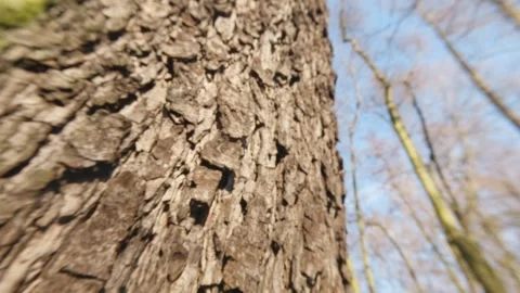 Upward shot of trees with bare branches and fresh buds forming in early spr.. Video stock 333013338