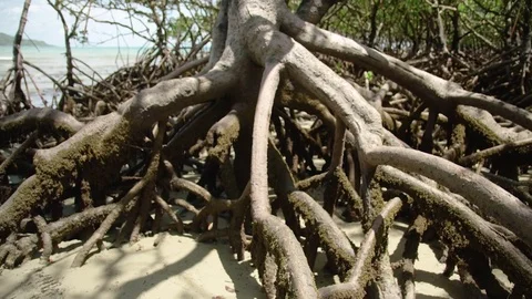 Upward shot of the trees roots Video stock 78977331