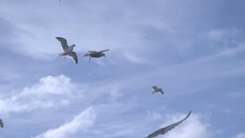 Upward slow mo shot of white seagulls gliding with blue sky in background, USA Stock Footage 138893676