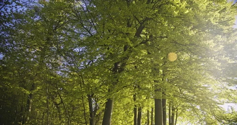 Upward Tilted Shot of Branches from Old Tree and Sun Flare in Frame Video stock 134086060