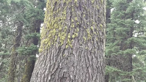 An Upward Tilting Shot of a Tree Stump Stock Footage 282737281