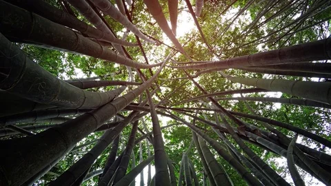Upward Tilting View from Inside Stand of Giant Bamboo Stalks Stock Footage
