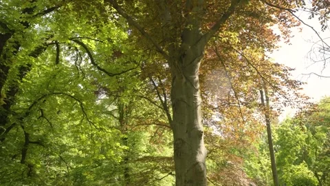 Upward tilting view of a large tree in a lush green park during sunny spring day Stock Footage 308940407