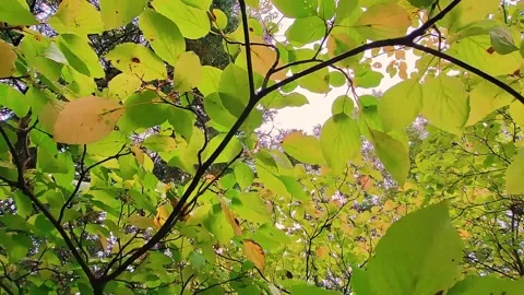 Upward Title Through A Tree With Vibrant Green Leaves Video stock 255175062