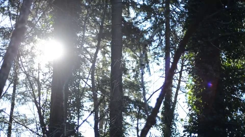 Upward Tree Branches - Sun beaming - Slight Pan from right to left. Stock Footage 101216214