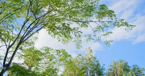 Upward tree canopy, leaves shifting in breeze, clouds drifting, brown speck Stock Footage 339652134
