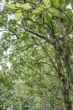 Upward Tree Canopy for Vertical Nature Texture Stock Photos