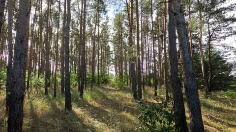 Upward tree tilt shot in a small forest Stock Footage 318920050