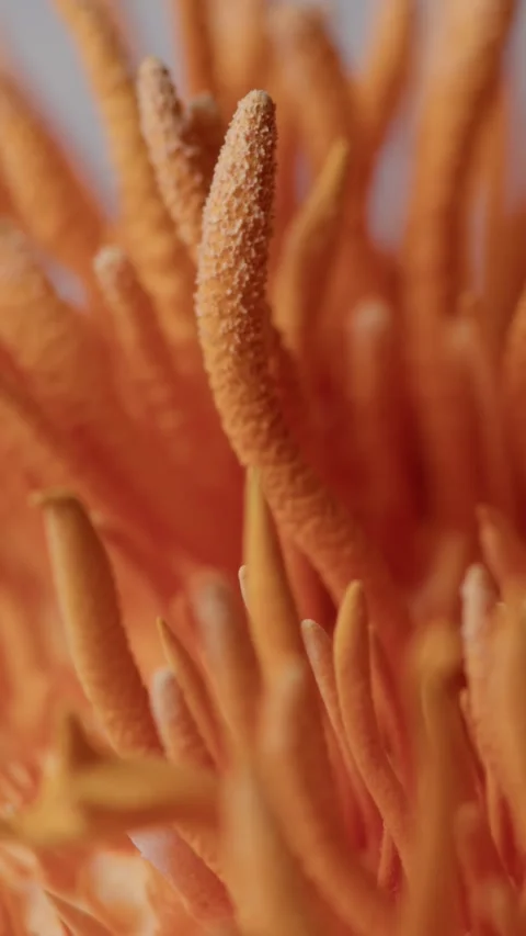 Upward Vertical Camera Movement Across Cordyceps Militaris Forms Stock Footage 331796697