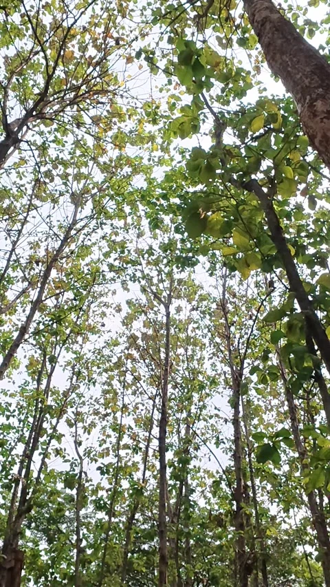 Upward vertical view through tall trees and lush tropical forest canopy Stock Footage 346741018