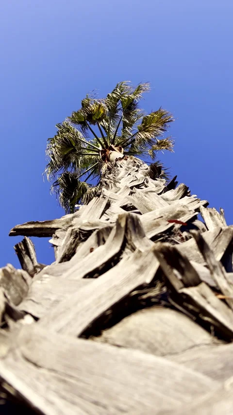 Upward view along rough steam of palm tree with fronds swaying in wind Stock Footage 344010486