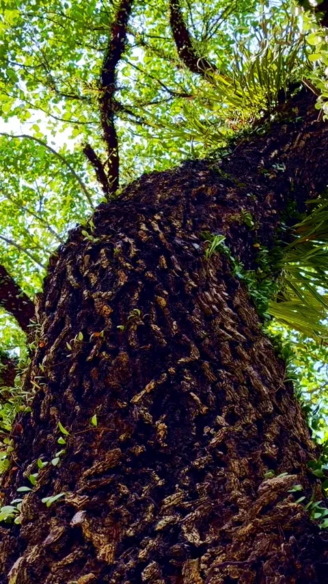 Upward view along towering tropical tree trunk beneath green canopy Stock Footage 346741949