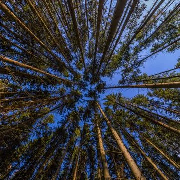 Upward view in autumn pine forest at clear day light with ultra wide angle 库存照片