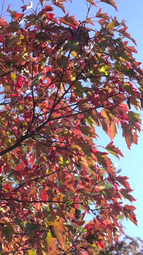 Upward view of autumn tree canopy with red and orange leaves backlit by clear bl Stock Footage 345677101