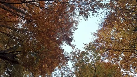 Upward view of autumn tree crowns with red-orange foliage and sky background. Video stock 324960218