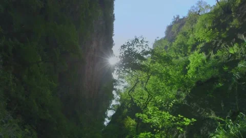 Upward view of beautiful forest trees in sun rays with bird calls in background 스톡 동영상 133356128