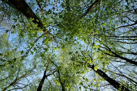 Upward view of a beech forest in spring in clear sunlight with a clearing Stock Photos