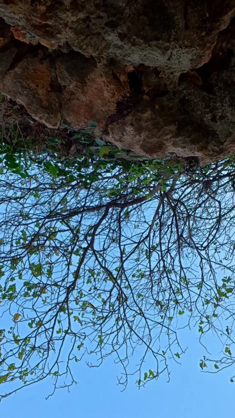 Upward view beneath rocky cave overhang toward branches and blue sky Stock Footage 346741102