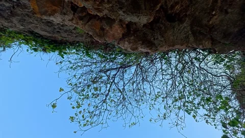 Upward view beneath rugged sea cave toward tree branches and blue sky Stock Footage 346741564
