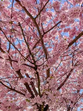 Upward View of Blooming Cherry Tree Stock Photos